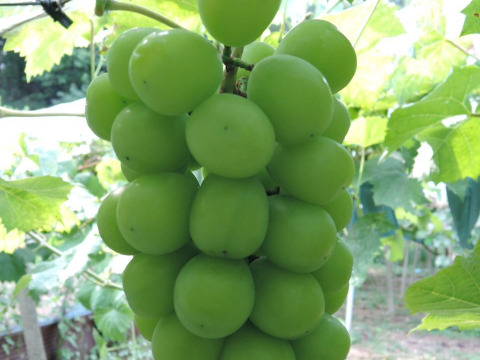 旬の味覚を贅沢に味わう葡萄セット 2房/1kg（シャインマスカット+おすすめ品種）＃食べ比べ