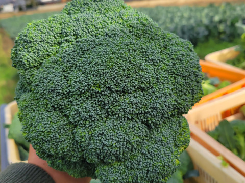 植付後 農薬不使用！ 大きめサイズのブロッコリー5株と季節の野菜