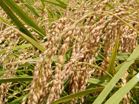 一等米【 栽培期間中農薬不使用・コシヒカリ 玄米5kg×2袋 】 令和5年産・有機質肥料のみ・動物性堆肥不使用