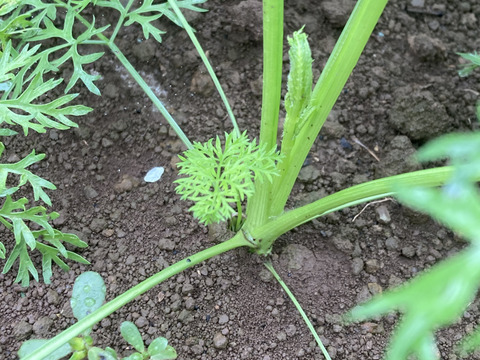 甘みと香りが際立つ！山梨県北杜市産アロマレッドにんじん【有機JAS認証】　LLサイズ10㎏
