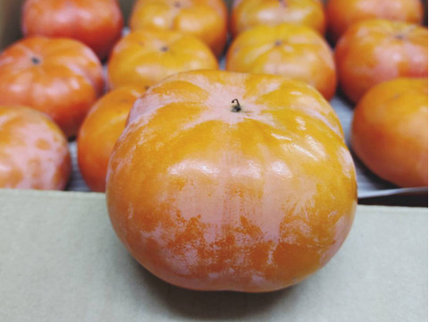 【冬に食べる】幻の柿 次郎柿！ワケありお徳用（小キズあり）みんなでシェア24～32個7.5kg