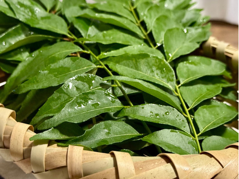 【沖縄県産、摘みたて出荷】カレーリーフ 30g