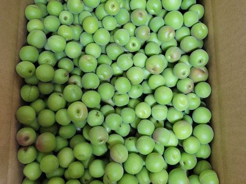 【特別栽培】和歌山県産　甲州小梅(2.5kg)