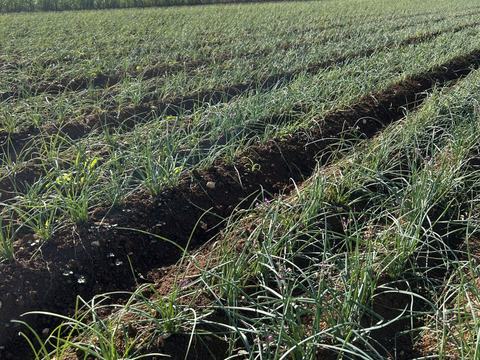 【沖縄 伊江島特産】島らっきょう 3kg