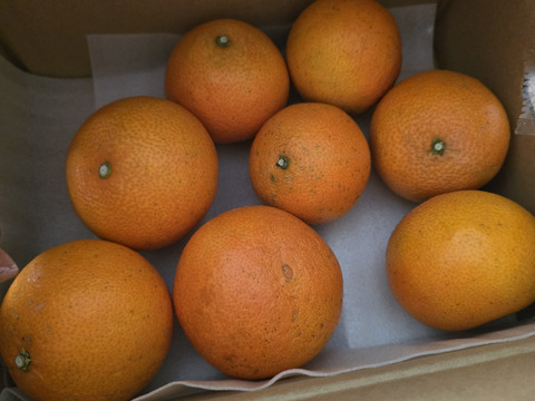 まるで天然ゼリー！まどんな（ご家庭用・2㎏）：愛媛県産のみかん・柑橘類｜食べチョク｜産地直送(産直)お取り寄せ通販 - 農家・漁師から旬の食材を直送