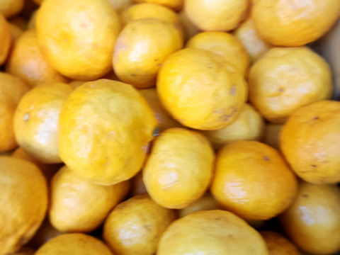 箱込約1㌔　媛小春　リピート率高い　黄色いけど酸味のない春を告げる味