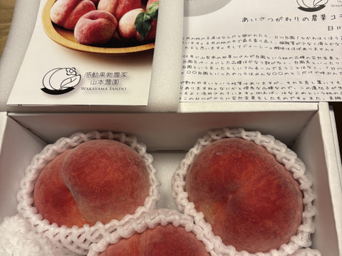 【糖度15度以上】「川中島白桃」当園人気商品！ 約600g2-4玉入