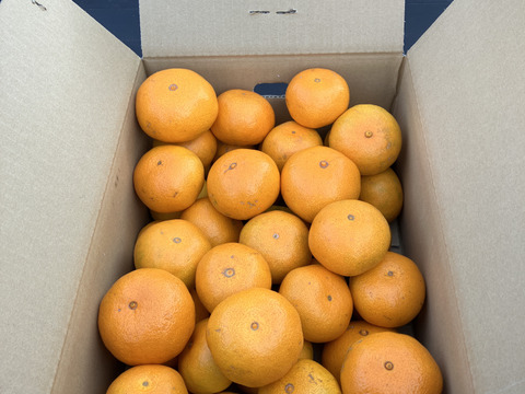 売れ筋新商品 農薬不使用】熊本産早生みかん10kg：熊本県産のみかん・柑橘類 果物