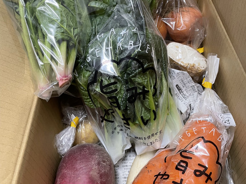 栄養価コンテスト10冠達成！旨み野菜セット【M】