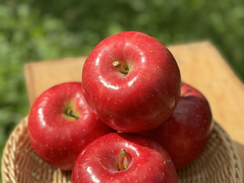 青森県産りんご　葉取らず早生ふじ（ひろさきふじ）　家庭用2㎏【5〜10個】