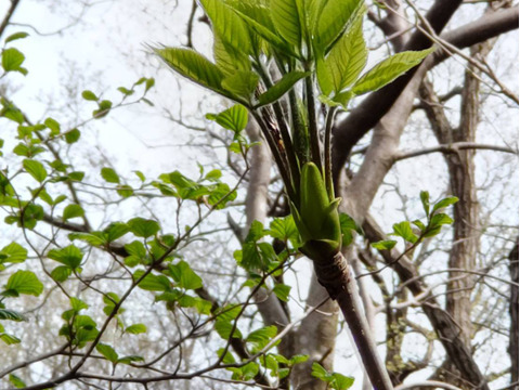 【300g】山菜の女王ついに降臨！妙高山の手摘み天然こしあぶら たっぷり容量