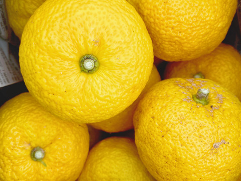 自然栽培【山の柚子】完熟は絶品！濃厚な香り　温まる　（数量限定）