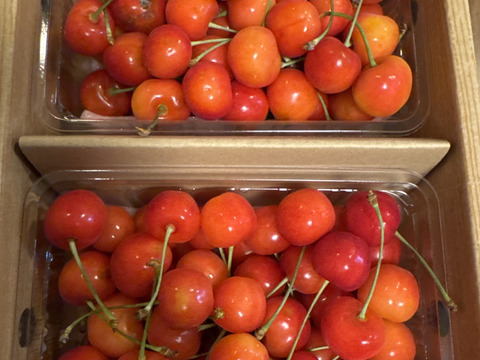 【さくらんぼ最高糖度賞受賞園地】佐藤錦　秀品1kg
