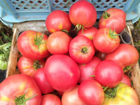 【大容量6kg】朝採り午後出荷！桃太郎トマト【福岡県産】