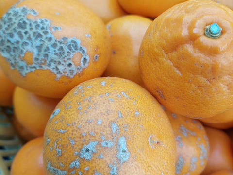 せとか【超訳あり】3kg(箱込)