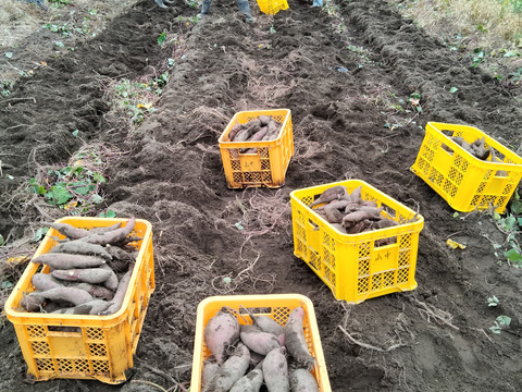 ROOT迎春セット　縁起の良い正月飾り(亀) 1個とサツマイモ『べにはるか(大小込み)』3kg　御節料理の栗きんとんにも最適！！　千葉県いすみ市