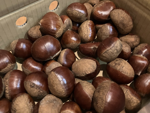 剥き栗用訳あり生栗C（農薬不使用，1.5kg）