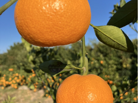 静岡県産　片山　みかん　5kg　程よい酸味