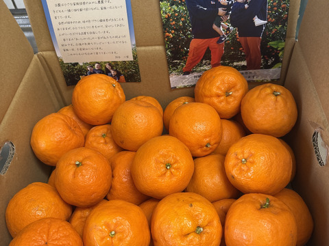 【濃厚な甘い香りとコク】ポンカン（５㎏・ご家庭用）