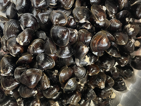 旨みがギュッとつまった！十三湖産大和しじみ冷凍1kg