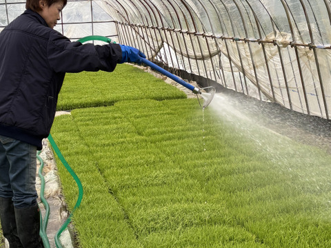 新潟県産純米コシヒカリ おためし2kg【令和7年産 新米🌾】【お歳暮も承ります】