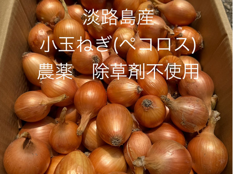 農薬、除草剤不使用！淡路島 小玉ねぎ(ペコロス) 6kg