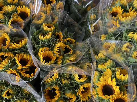 暑い夏にも長持ちする北海道産「ひまわり」20本　お部屋や食卓テーブルにぴったりな小輪のヒマワリ