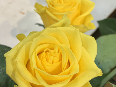 【お中元ギフト】20本入・夏の暑さに負けない太陽のような『土のバラ』🟡【黄色系バラ・ソラーレ】の花束・ギフトラッピング付・ご自宅用も可。長さ約50cm