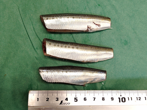 【2週間の奇跡】宝鰯/体脂肪質20～30％/小羽10匹×/330~400g【冷凍】