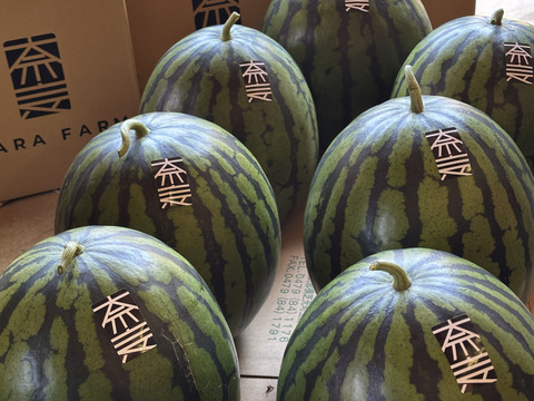 夏を感じるシャリ感抜群 レッドサンスイカ