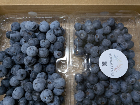 【夏ギフト】美味しい摘みたてブルーベリー！（主に中粒）【埼玉県産】※生食用でも、加工用でもご利用いただけます。※発送直前に収穫します。