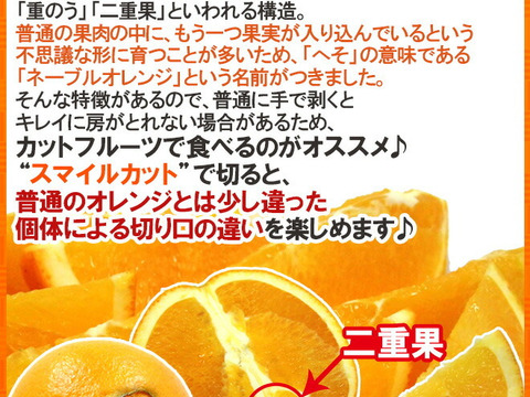 香り豊かな島育ちの南国味！ネーブルオレンジ-カットフルーツ( 8kg)