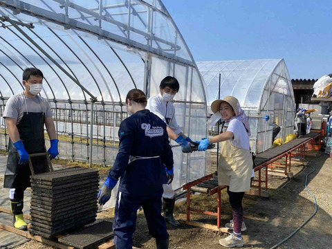 新米 新潟県産コシヒカリ(玄米) 30kg  令和7年産