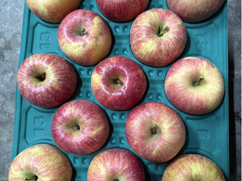 ”お得” 果汁たっぷり特別栽培りんご「サンふじ」（家庭用訳あり・10㎏）