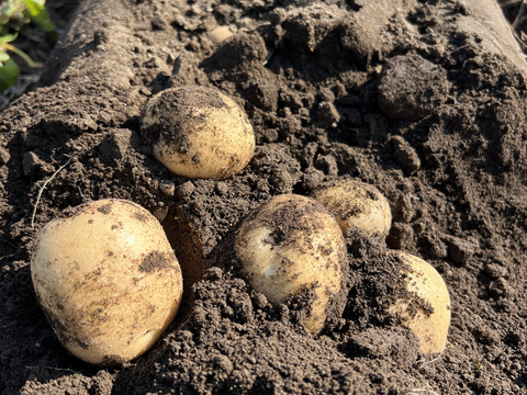 【ほくほく】熊本県産　じゃがいも（オホーツク）　２kg　特別栽培農産物