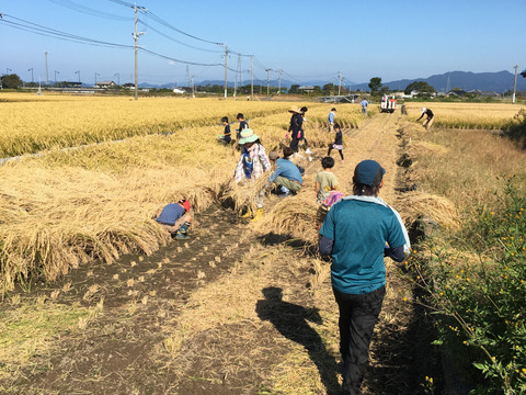 令和4年長崎県大村産米　玄米 5㎏　栽培期間中農薬　除草剤　不使用