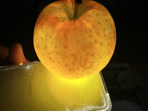 りんご＆お米！　まっしぐら（白米）5kgと【🏆2025年りんごGP金賞受賞🎊】葉取らず高徳（家庭用）2kg（5〜10個入り）