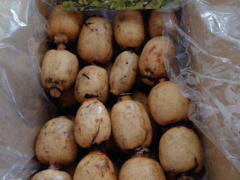 【訳ありB級品】箱にぎっしり詰めました！天草れんこん （MIXサイズ4Kg以上）(20~30節)