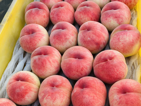 甘くてジューシー⭐︎桃源郷福島の『小さめあかつき』（３kg箱12〜15個）【本州の方限定】