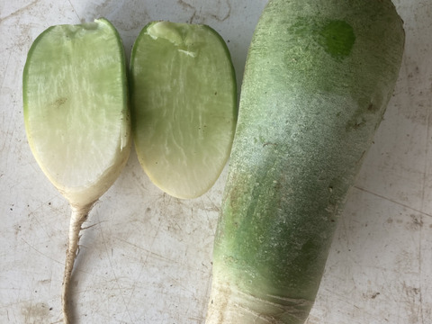 緑が美しい小ぶりな辛味大根　天津青長大根　1kg　大分県竹田市産　農薬化学肥料不使用栽培