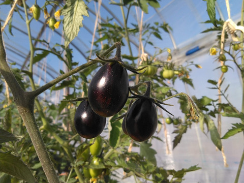 《本日終了！》完熟カラフルトマト 約1.3kg【食べ比べ】【厳選10種以上】