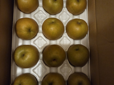 鳥取県産梨『新甘泉』5kg(8~14玉) 秀品