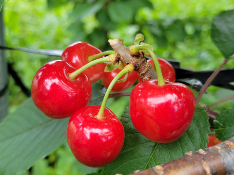 八ヶ岳高原の大粒さくらんぼ　2Ｌ以上　約７５０ｇ