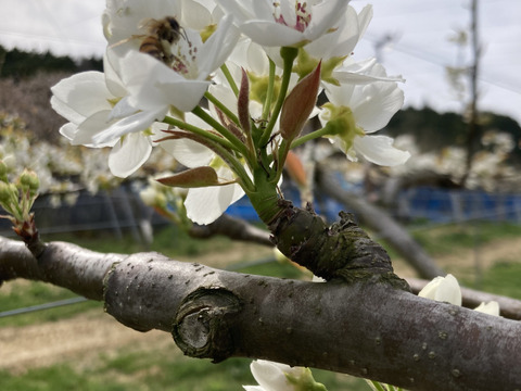 大和高原の梨　幸水5ｋｇ