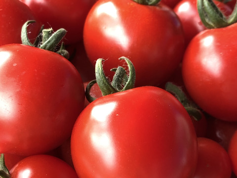 トマト４種類のセット　キャロル７　１㎏、千果１ｋｇ、ほれまる1ｋｇ、フルティカ１ｋｇ
