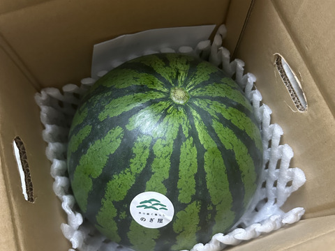 朝獲り！鳥取県産大玉スイカ1玉(6kg以上）