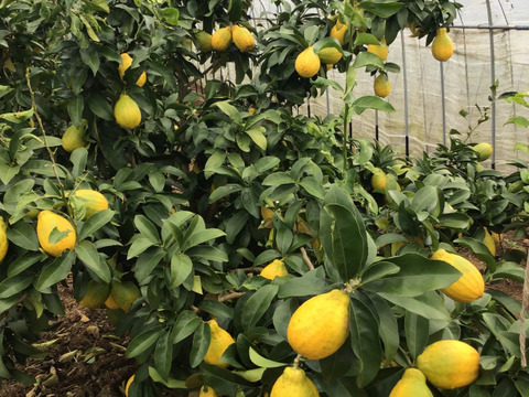 大きなレモン🍋りのか🍋3キロ