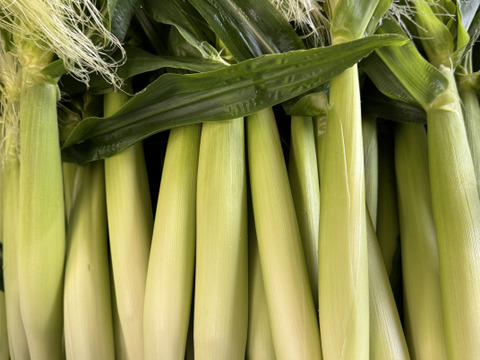 福岡県産【ヤングコーン】25本