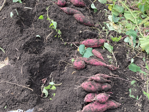 さつまいも（べにはるか）家庭用・箱込み２㎏～栽培期間中、農薬と化学肥料不使用