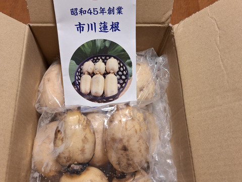 茨城県土浦市ブランド認定『市川蓮根』！！ミシュランガイド掲載店に納品！！【贈答１キロ】